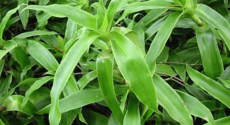 Картинка по теме - как выращивать золотой ус