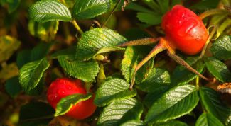 Картинка по теме - как сделать настой шиповника