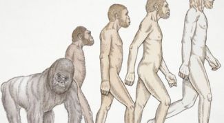 Картинка по теме - что такое антропогенез