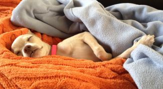 Картинка по теме - как остановить понос у собаки