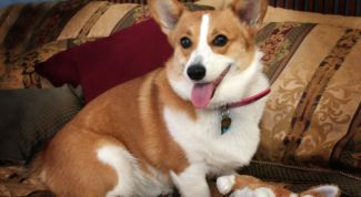 Картинка по теме - как лечить глисты у собак