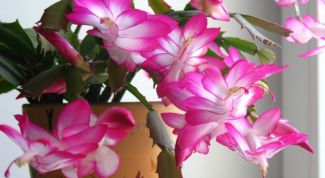 Картинка по теме - почему не цветет декабрист