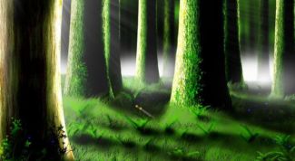 Картинка по теме - как определить в лесу стороны света