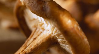 Картинка по теме - как готовить черные грибы