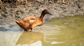 Картинка по теме - как использовать грунтовые воды