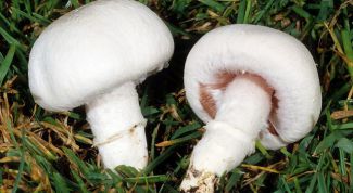 Картинка по теме - как выращивать грибы в теплицах