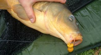 Картинка по теме - как прикармливать карпа