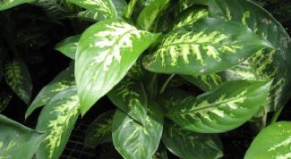 Картинка по теме - как пересадить дифенбахию