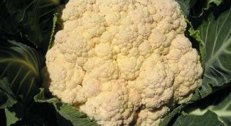 Картинка по теме - как готовить пюре из цветной капусты