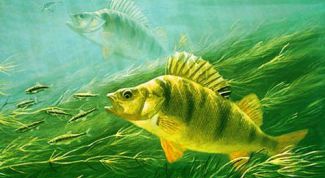 Картинка по теме - как приманить окуня