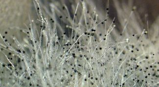 Картинка по теме - как обработать грибок на стене