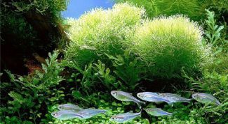 Картинка по теме - как выращивать спирулину