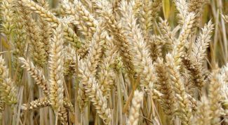 Картинка по теме - как отличить рожь от пшеницы