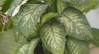 Картинка по теме - как обрезать диффенбахию