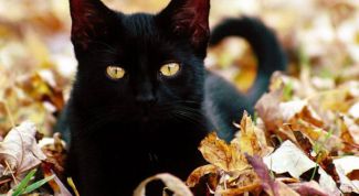 Картинка по теме - как научить дрессировать кошек