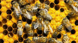 Картинка по теме - как водить пчел