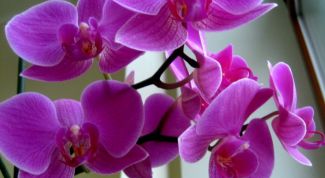 Картинка по теме - почему желтеет орхидея
