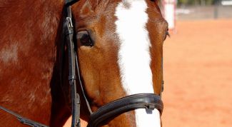 Картинка по теме - как сделать маску лошади