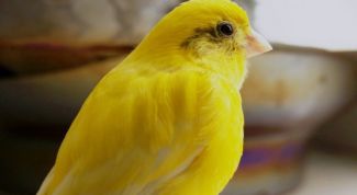 Картинка по теме - как назвать кенара