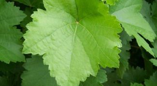 Картинка по теме - как мариновать виноградные листья