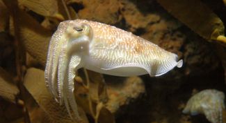 Картинка по теме - как варить каракатицу