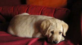 Картинка по теме - как научить щенка месту