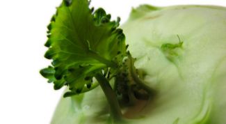 Картинка по теме - как хранить капусту кольраби