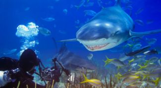 Картинка по теме - как изготовить самому подводное ружье