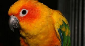 Картинка по теме - как научить попугая петь