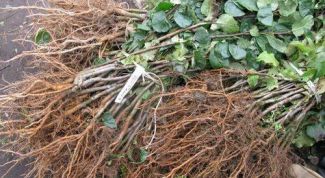 Картинка по теме - как продавать саженцы