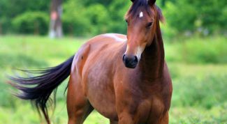 Картинка по теме - как научить лошадь сидеть