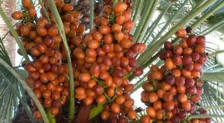 Картинка по теме - как вырастить из финика пальму