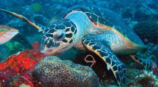 Картинка по теме - как кормить водяных черепах