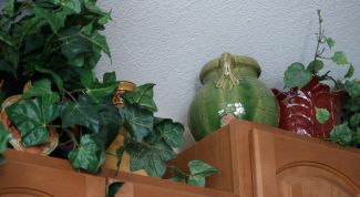 Картинка по теме - как спасти комнатное растение
