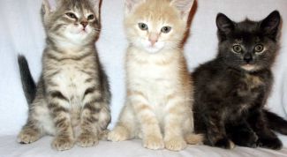 Картинка по теме - как лечить котенка от простуды