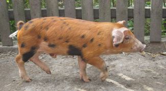 Картинка по теме - как кастрировать кабанов