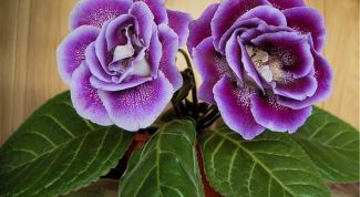 Картинка по теме - как осуществляется выращивание семян комнатных цветов