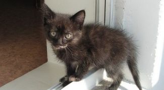 Картинка по теме - как вылечить кошку от поноса