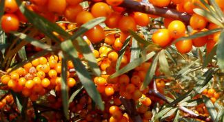 Картинка по теме - как избавиться от облепихи