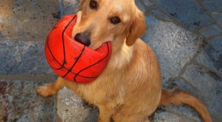 Картинка по теме - как давать собаке глистогонное