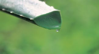 Картинка по теме - как сохранить сок алоэ