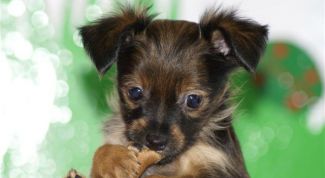 Картинка по теме - как клеить уши у тойтерьера