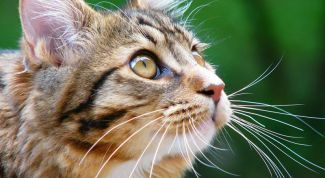 Картинка по теме - как определить, сколько кошке лет