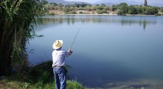 Картинка по теме - как надевать живца