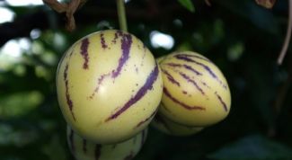 Картинка по теме - как вырастить пепино