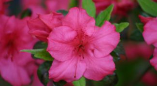 Картинка по теме - как сохранить азалию