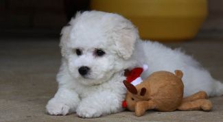 Картинка по теме - как отучить собаку грызть обои