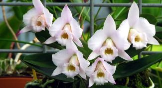 Картинка по теме - как подрезать орхидею