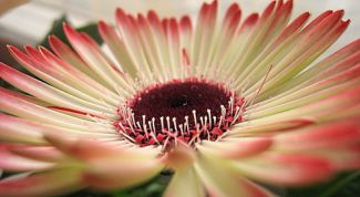 Картинка по теме - как поливать герберу