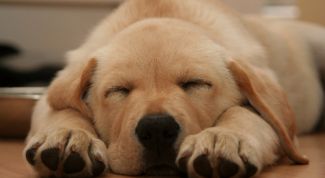 Картинка по теме - как научить команде 